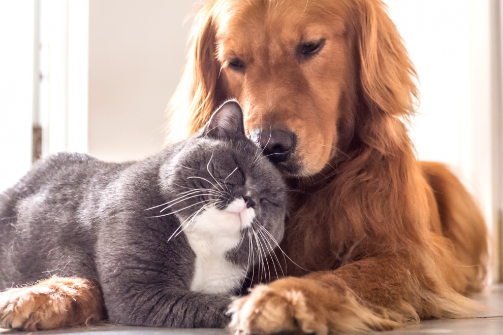 PET