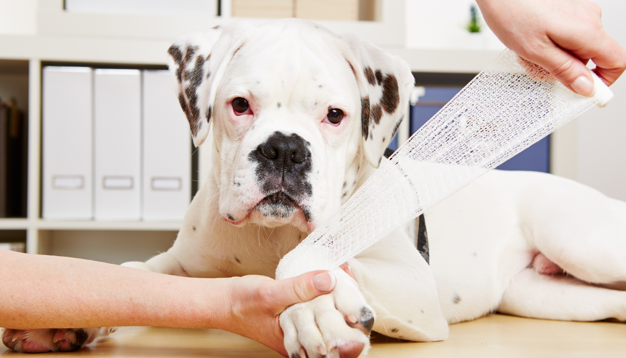 Corso PET FIRST AID