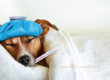 influenza dei cani