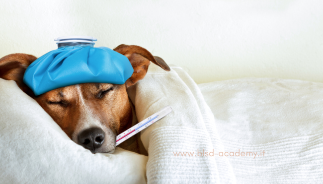 influenza dei cani