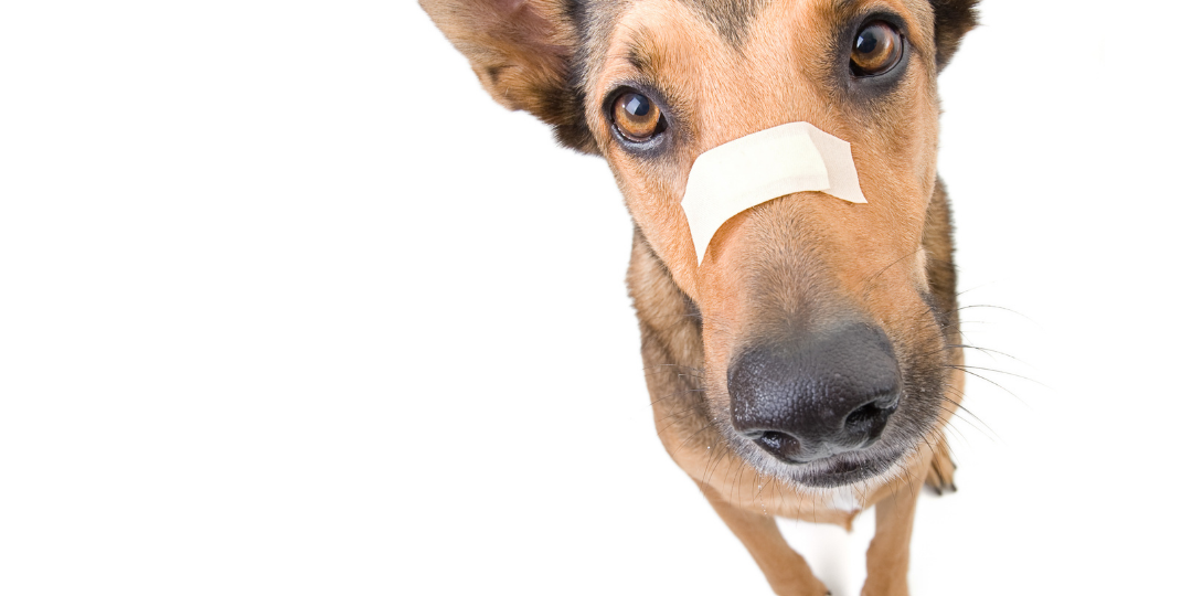 pet 2 corso primo soccorso cani